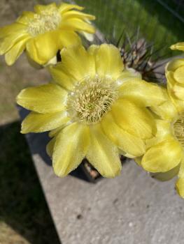 Acanthocalycium glaucum